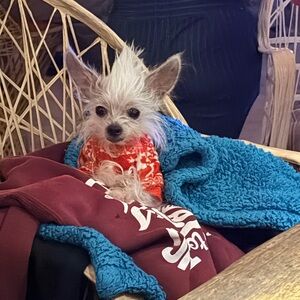 Stylish Red Dog Sweater